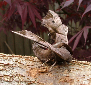 Eyed Hawkmoth, photographed on 14th May