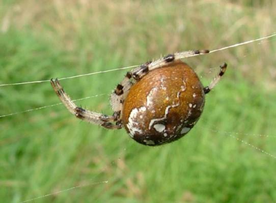 spider17a.jpg